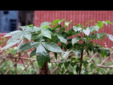 大門門口擋煞植物|門口擋煞植物：打造安全祥和的家宅，提升家宅運勢 